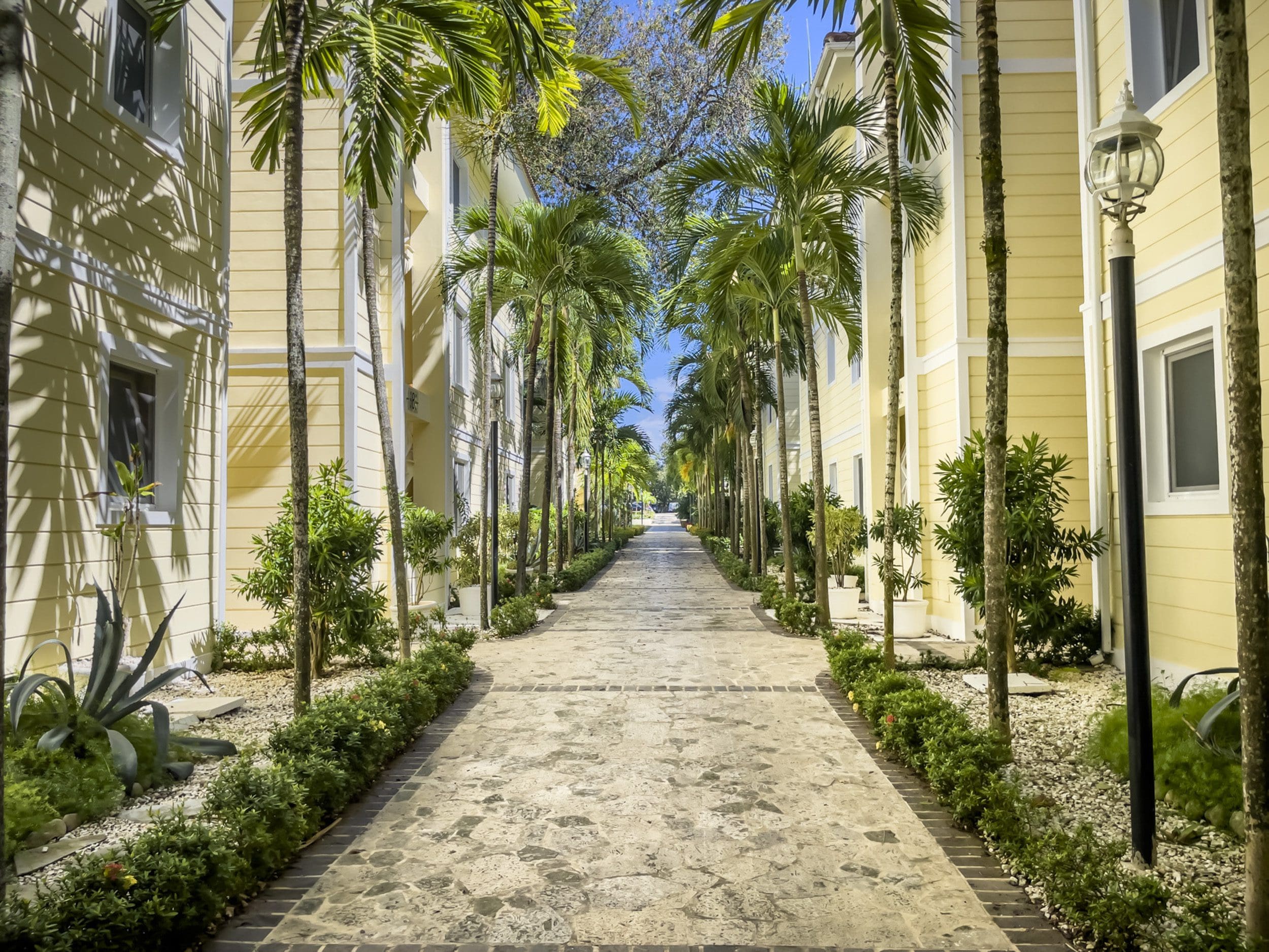 buyDRproperty Pathway leading to a 3 bedroom oceanfront condo lined with palm trees Sosua Real Estate